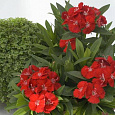 Гвоздика Чиба Скарлет