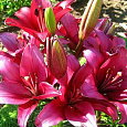 Лилия ОА-гибрид Новембер Рейн Лилия ОА-гибрид Новембер Рейн