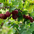 Крыжовник Пурмен