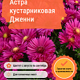 Астра кустарниковая Дженни