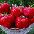 Земляника садовая Максим (Гигантелла Максим)