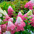 Гортензия метельчатая Vanilla Strawberry