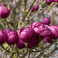 Магнолия гибридная Black Tulip