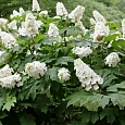 Гортензия дуболистная Snow Giant
