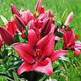 Лилия ЛА-гибрид Атакама Лилия ЛА-гибрид Атакама