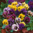 Анютины глазки Рококо Микс