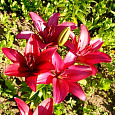 Лилия ЛА-гибрид Фанжио Лилия ЛА-гибрид Фанжио