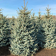Ель колючая Эдит