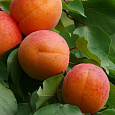 Абрикос обыкновенный Графиня