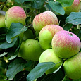Яблоня Карликовая Павлуша Яблоня Карликовая Павлуша