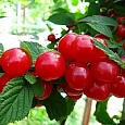 Вишня войлочная