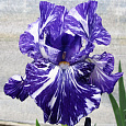 Ирис бородатый Батик Ирис бородатый Батик
