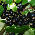 Смородина черная Петербурженка Смородина черная Петербурженка