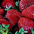 Земляника садовая Зефир