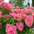 Гортензия метельчатая Эрли Сенсейшн