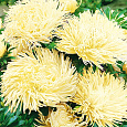Астра коготковая Желтая