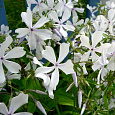 Флокс растопыренный Уайт Перфюм