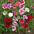 Гвоздика Китайская Сударыня
