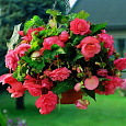 Бегония Клубневая Cascade pink