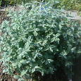 Мята серебристая