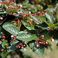 Кизильник блестящий 
