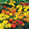 Бархатцы отклоненные Бонанза Микс