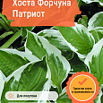 Хоста Форчуна Патриот