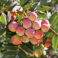 Рябина Моравская крупноплодная