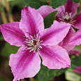 Клематис крупноцветковый Бешчади