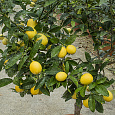 Цитрус Лаймкват Юстис