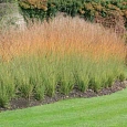 Молиния голубая Heidebraut