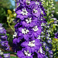 Дельфиниум высокий Мэджик Фонтэйнс Дарк Блю Вайт Би