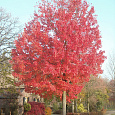 Клен красный Red Sunset