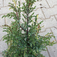 Можжевельник Hibernica Variegata Можжевельник Hibernica Variegata
