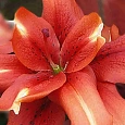 Лилия Sphinx