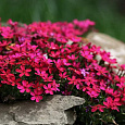 Флокс шиловидный Ред вингз