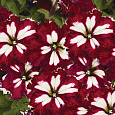 Петуния грандифлора Кан кан бургунди