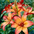 Лилия Royal Sunset