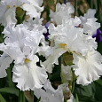 Ирис германский Bianca Ирис германский Bianca