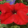Петуния грандифлора Дримс Ред