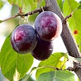 Слива домашняя Венгерка Воронежская