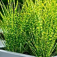 Мискантус китайский 'Gold Bar'