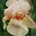 Ирис германский Nel  Jape