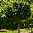 Клен полевой Nanum