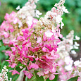 Гортензия метельчатая Конфетти