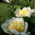 Пион молочноцветковый Gold Standard