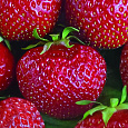 Земляника садовая Черри Берри