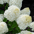 Гортензия метельчатая Шуга Раш
