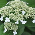 Гортензия древовидная White Dome